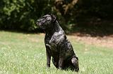 CANE CORSO 946